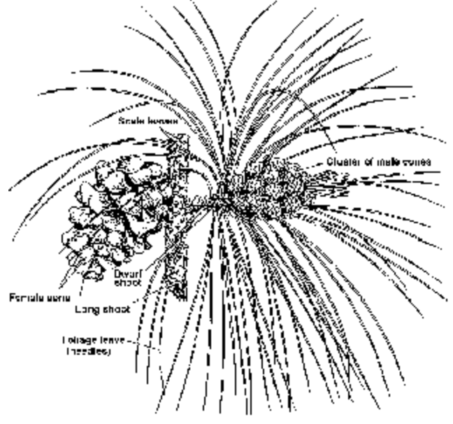 Gymnosperms
