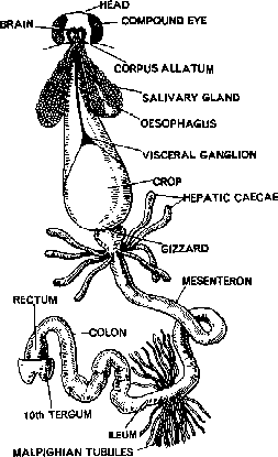 Digestive System of Cockroach