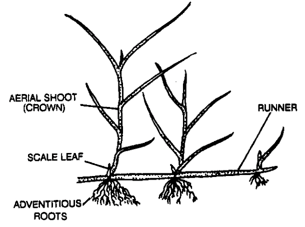 Stem