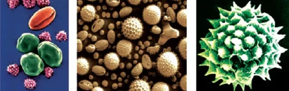 Types of Pollen Grain