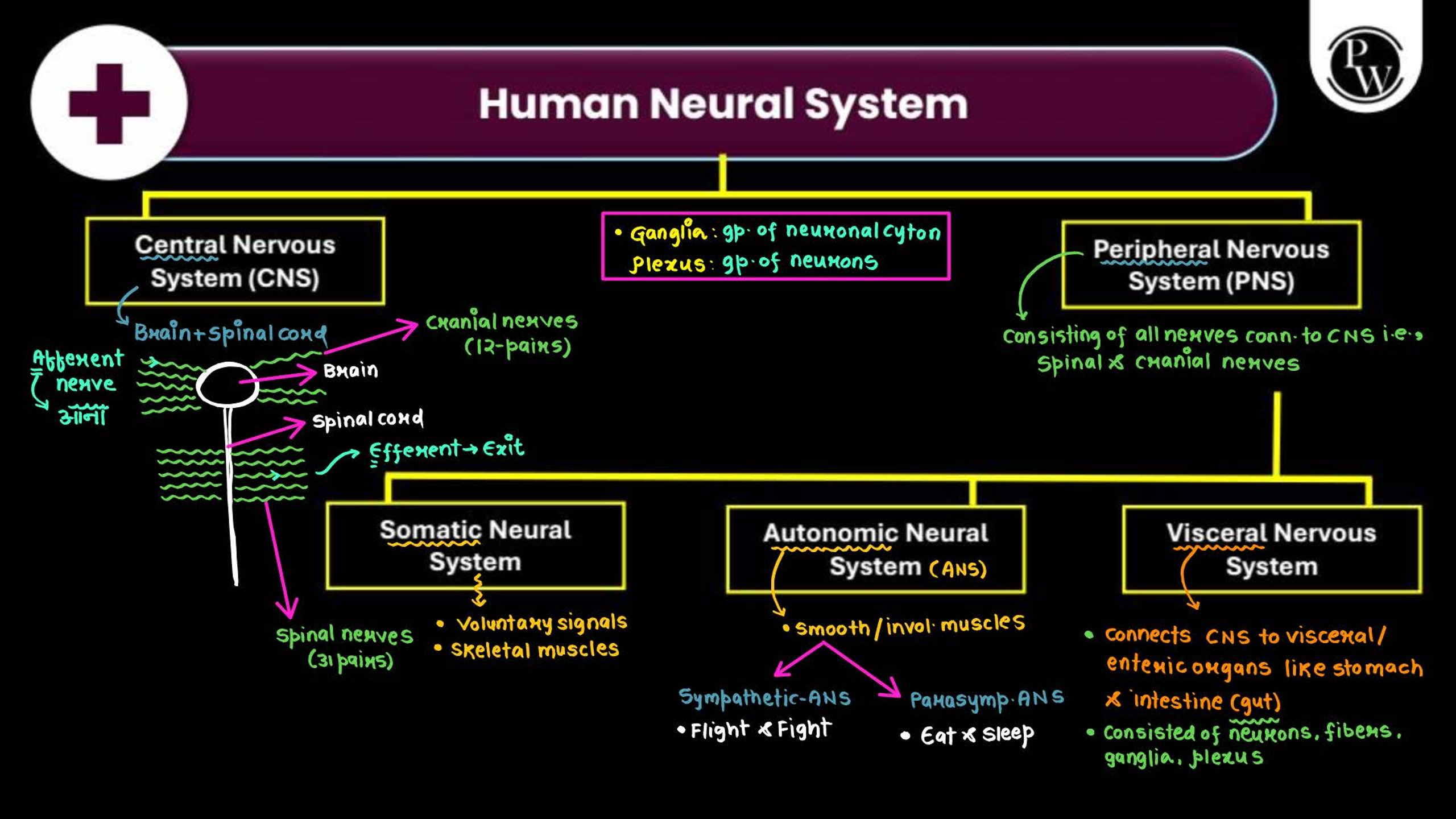 Neural Control and Coordination NEET Notes