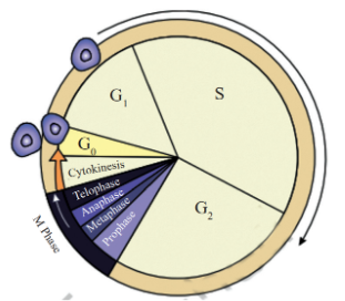 Phases of Cell Cycle