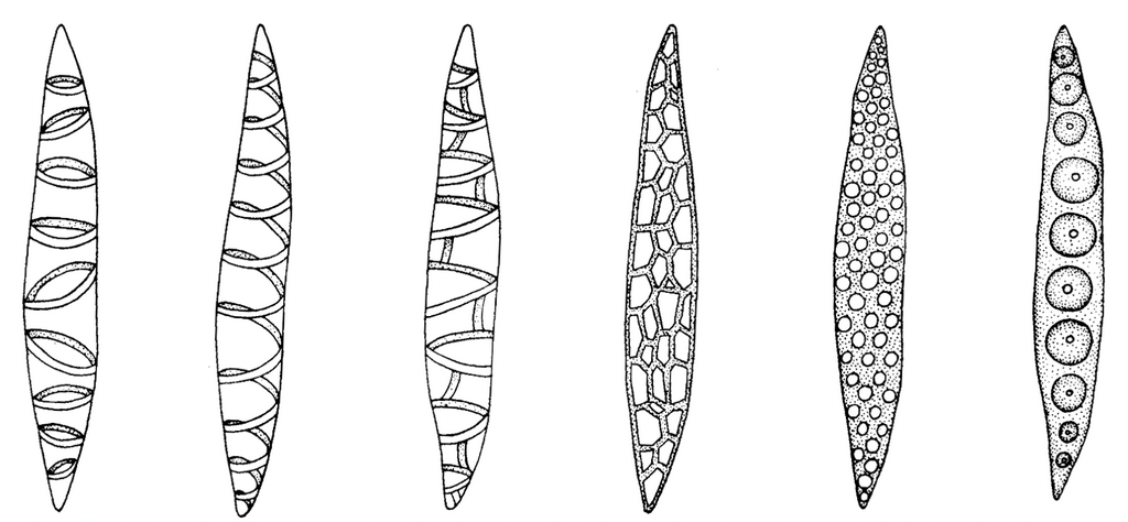 Complex Permanent Tissue