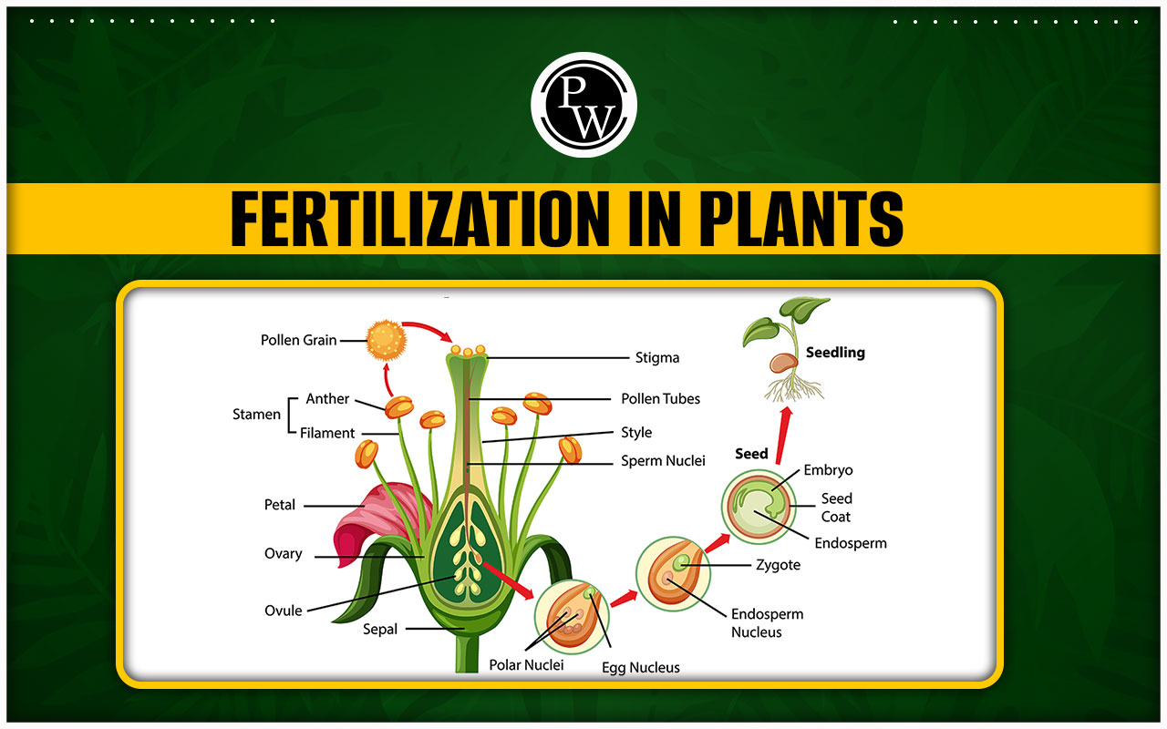 Fertilisation in Plants