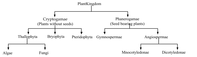 THE HIERARCHY OF CLASSIFICATION 