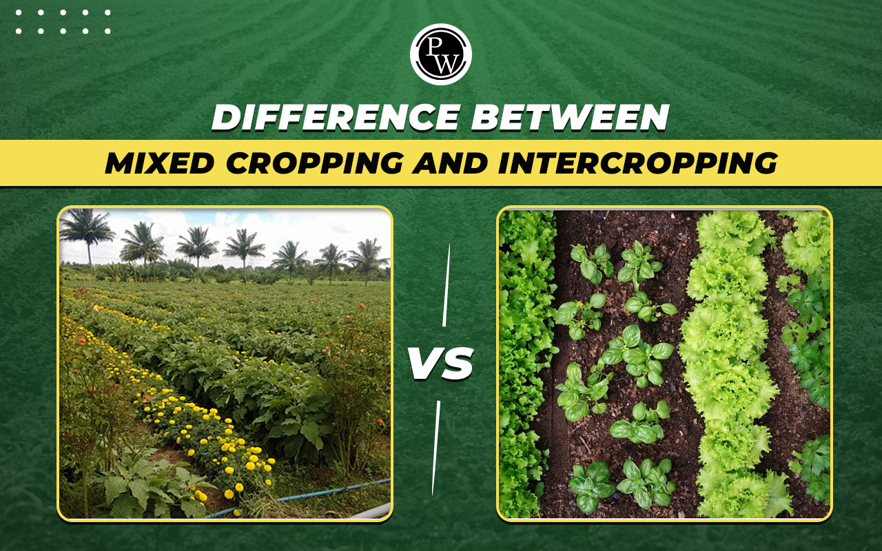 Difference Between Mixed Cropping and Intercropping