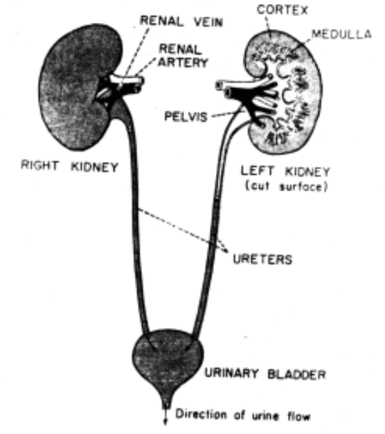 Excretory System In Mammals