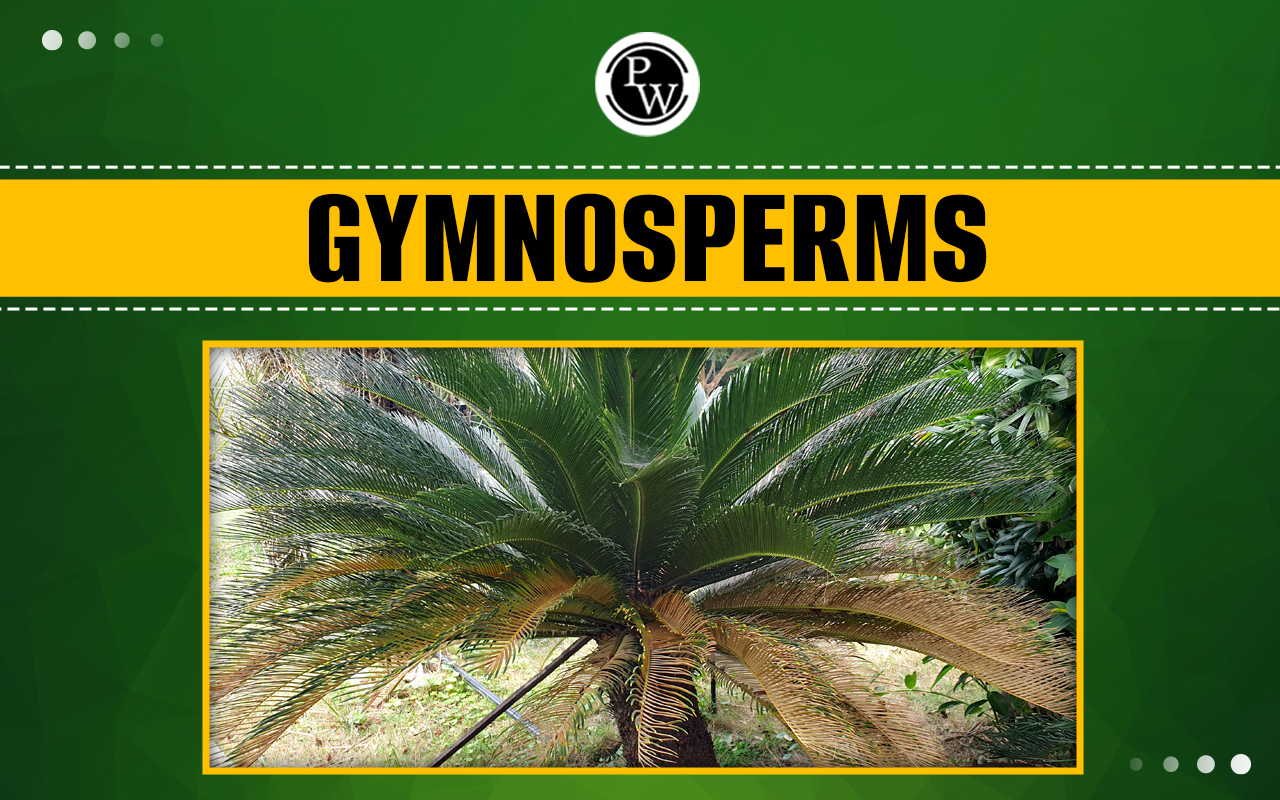 Gymnosperms