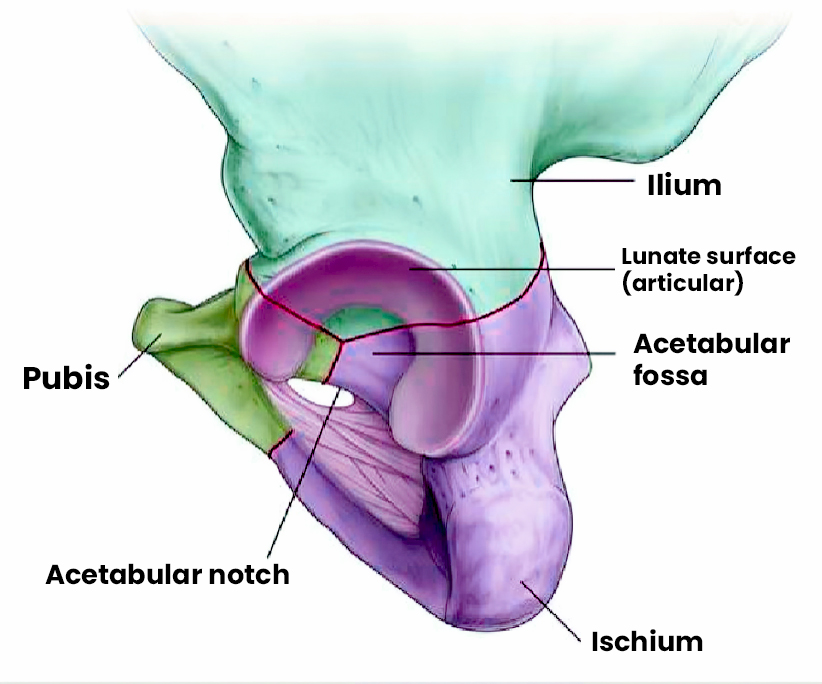 Acetabulum Diagram