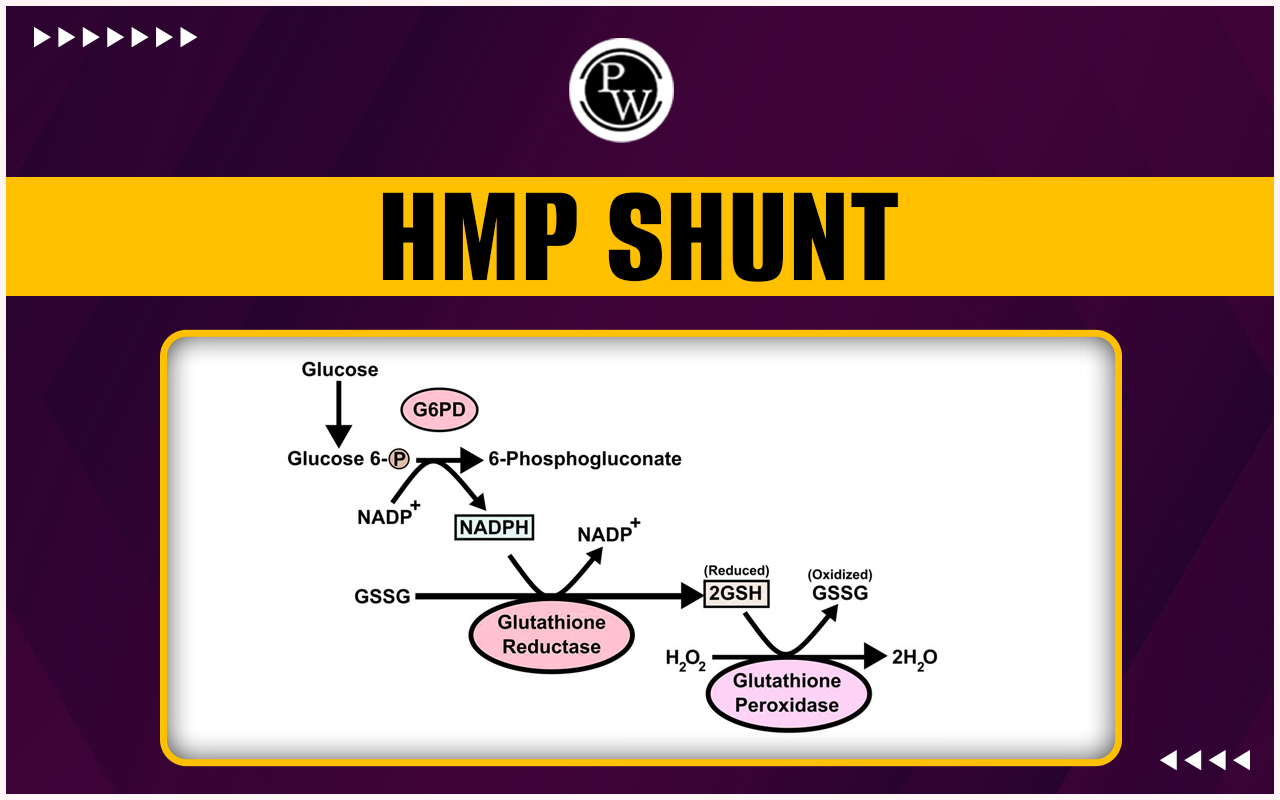 HMP Shunt Pathway