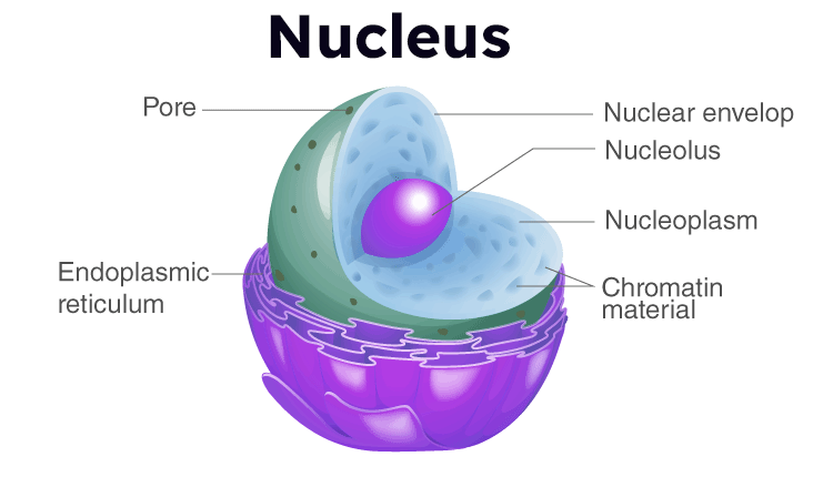 Biology Doubts Nucleus