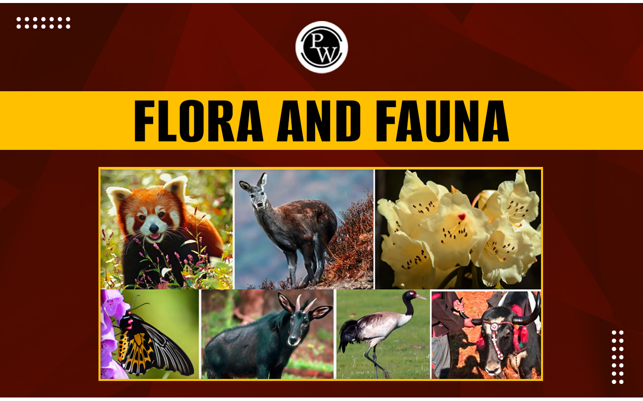 Flora And Fauna