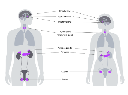 Endocrine Gland