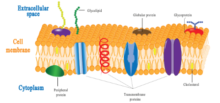 plasma membrane Diagram
