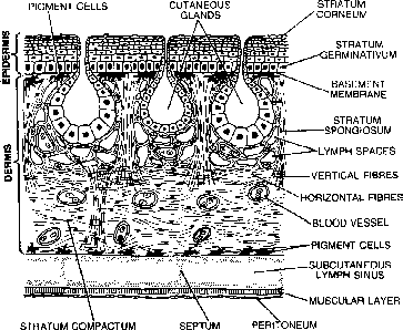 Frog Classification and Body Structure