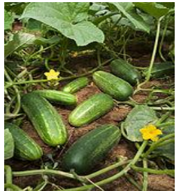 150px-ARS_cucumber