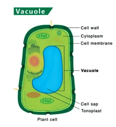 Vacuoles