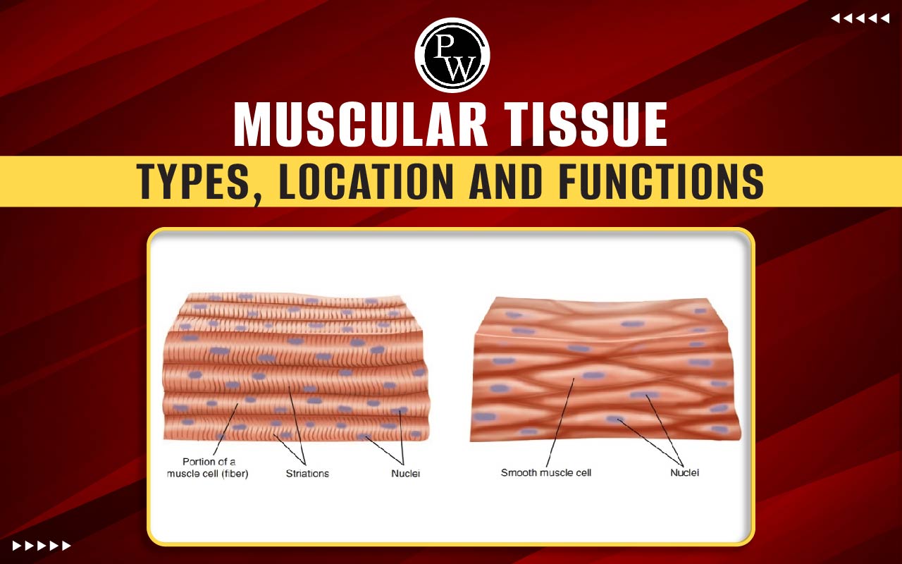 Muscular Tissue