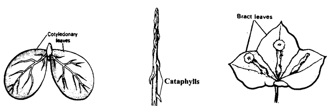 Phyllotaxy