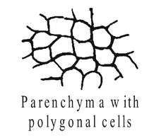 Complex Permanent Tissue