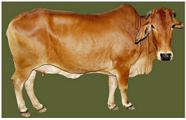 cattle_breed_sahiwal_cow