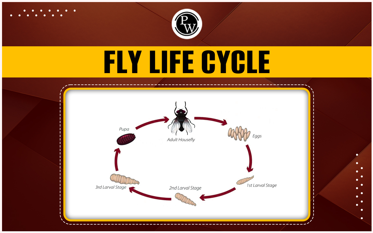 Fly Life Cycle
