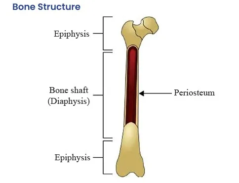 Bone Structure