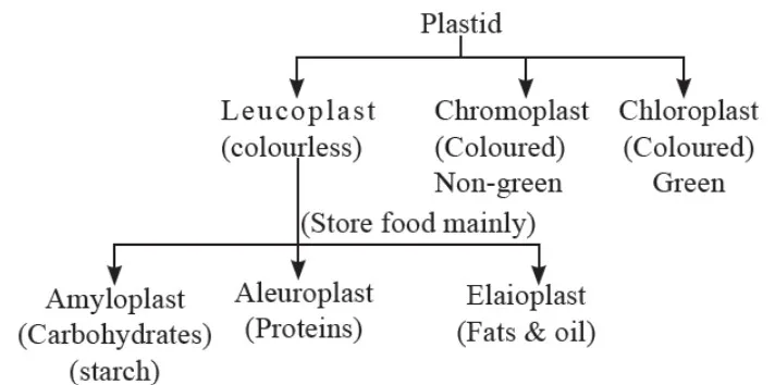 Plastids