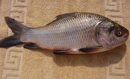 Catla_catla