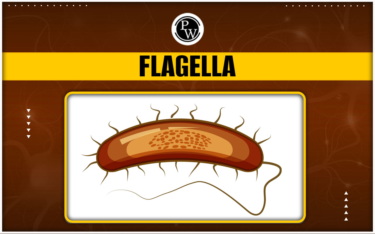 Flagella: Structure, Functions, Types