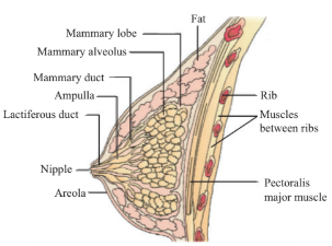 A diagrammatic sectional view of mammary gland