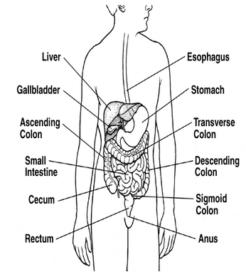 Heterotrophic Nutrition