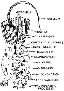 Phylum Porifera