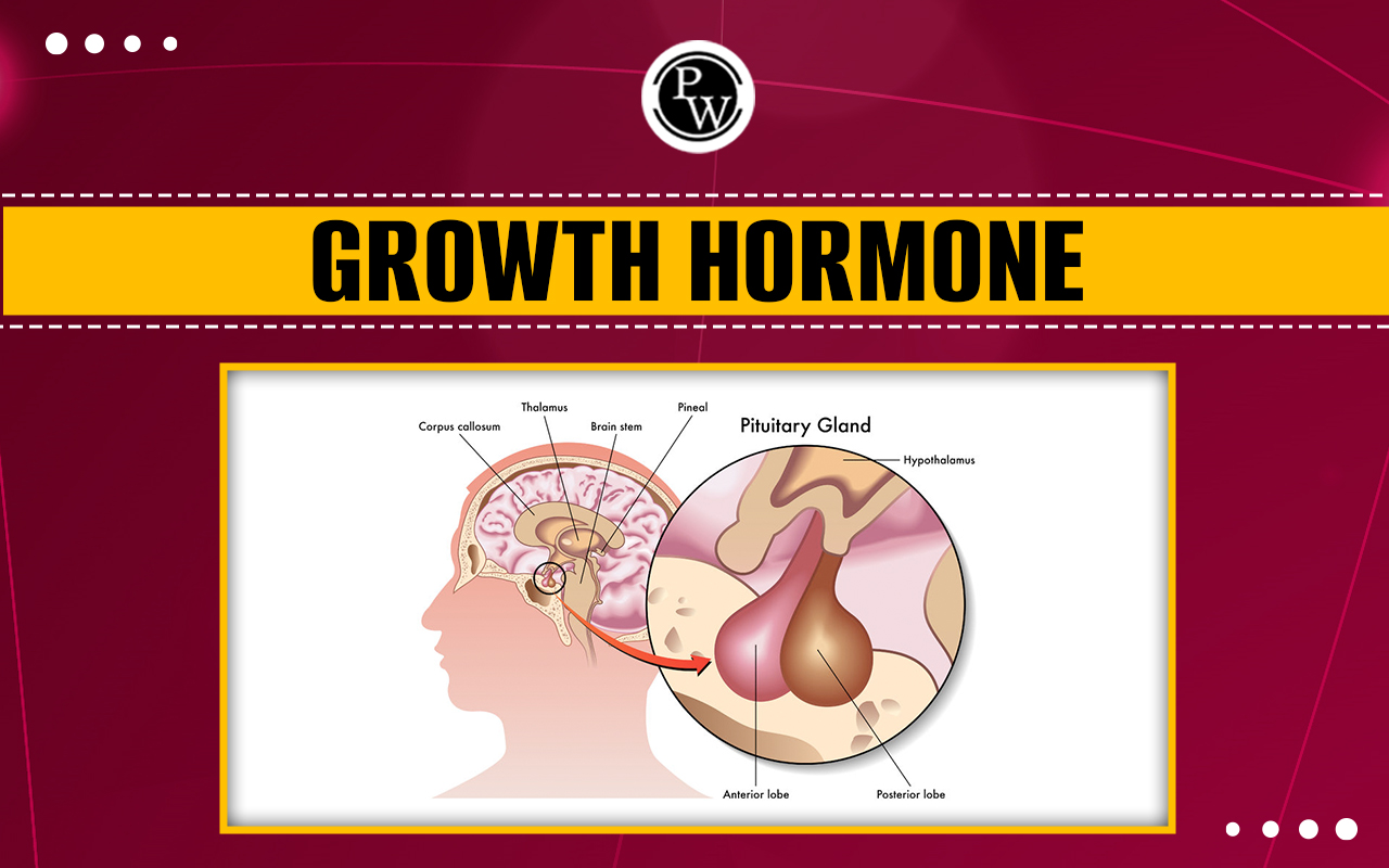 Growth Hormone