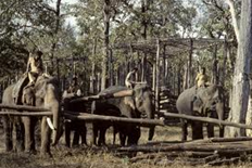 forests based industries