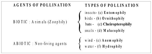 Microsporogenesis