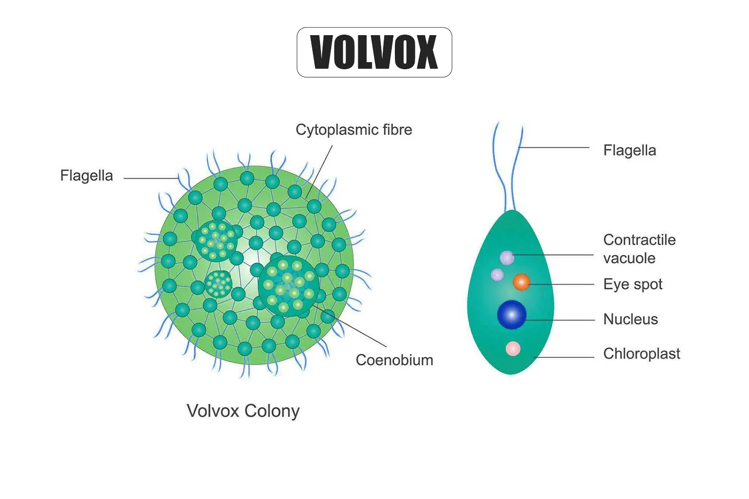 Volvox Diagram