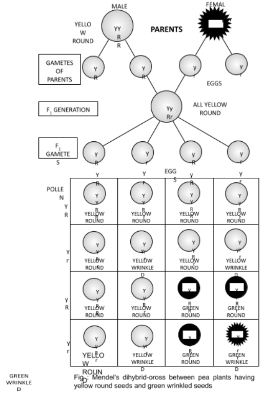 gametes of parents