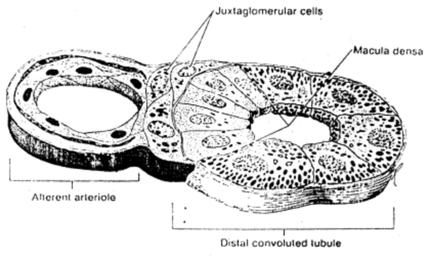 Excretory System In Mammals