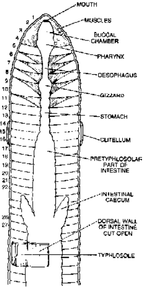 Digestive System of Earthworm