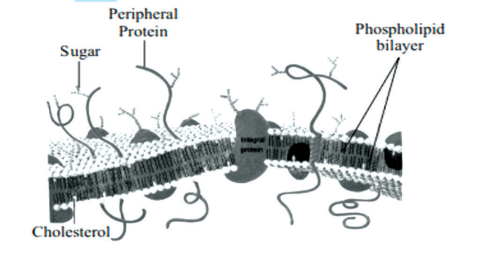  Fluid mosaic model of plasma membrane