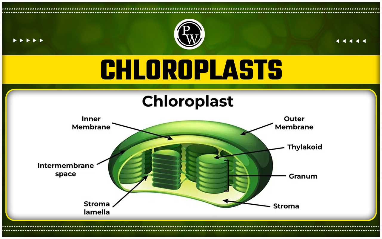 Chloroplasts