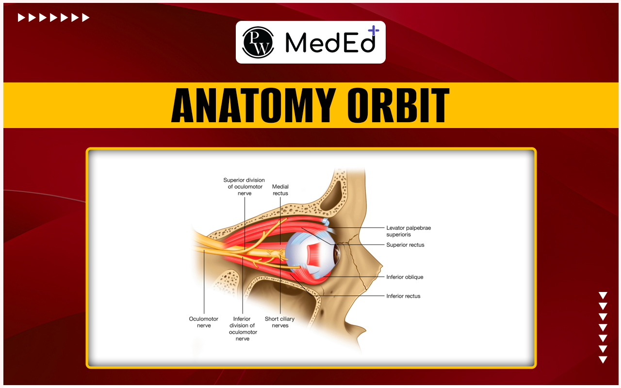 Anatomy Orbit, Structure, Extraocular muscles