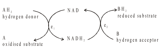 Chemical Nature of Enzymes