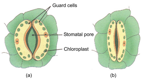 Photosynthesis