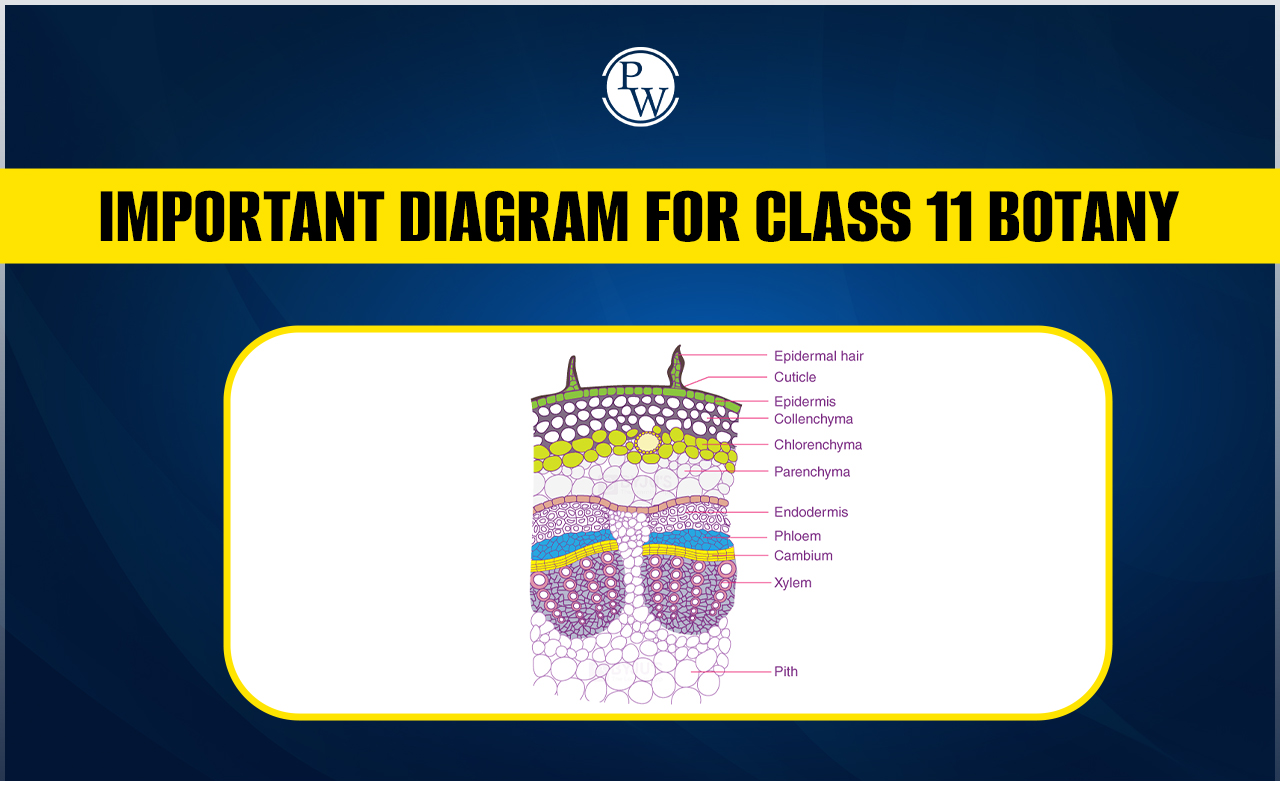 Important Diagrams For Class 11 Botany