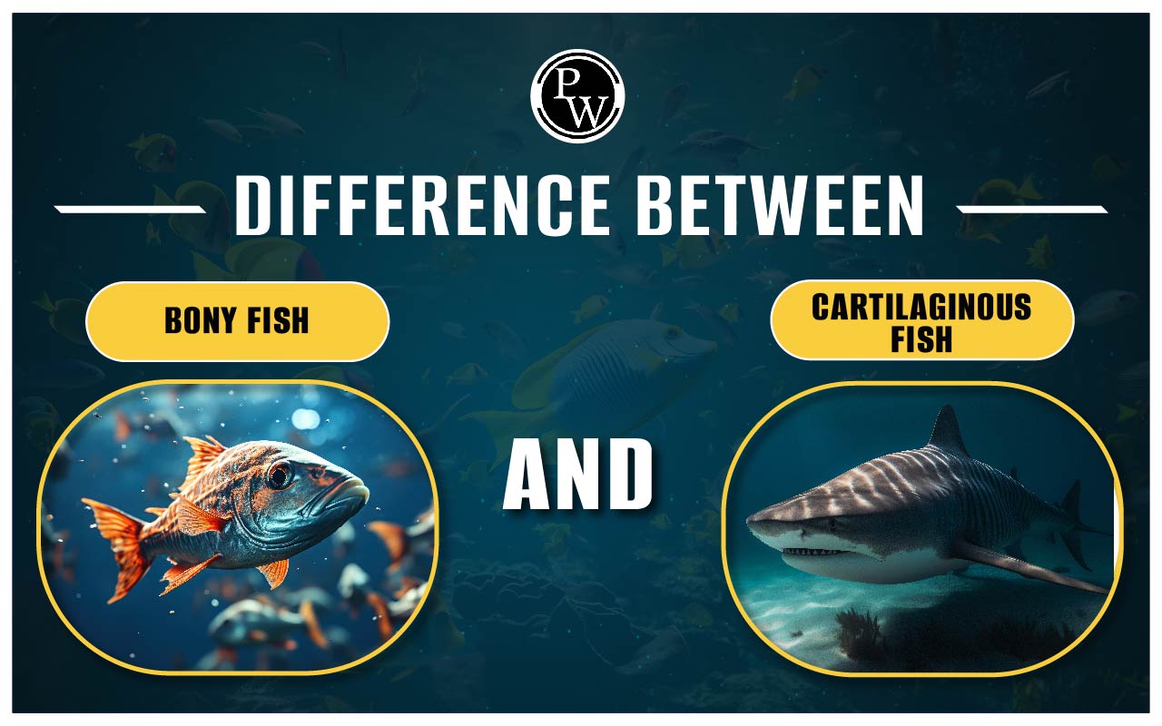 Difference Between Bony Fish and Cartilaginous Fish