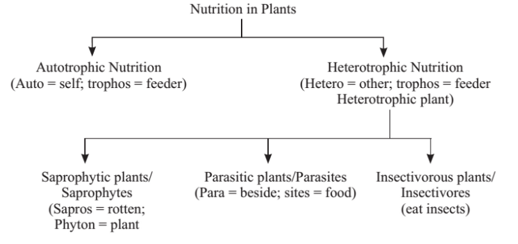nutrition in plant