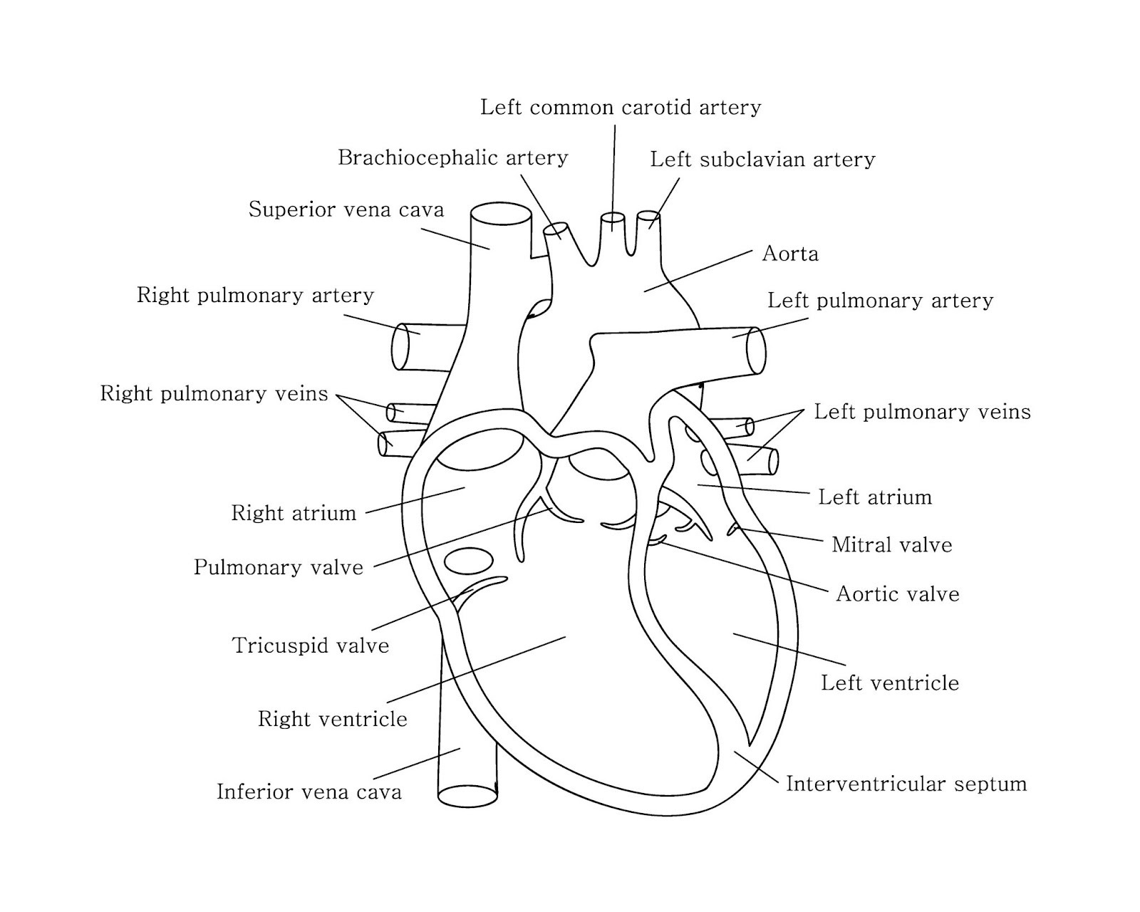 Image of well-labelled diagram of the human heart