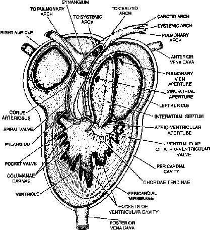 Heart and Circulatory System of Frog